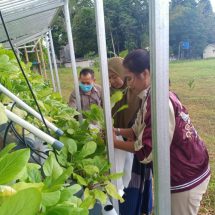 Kwarda Pramuka Lampung Galakan Tanaman Sayur Hydropnix