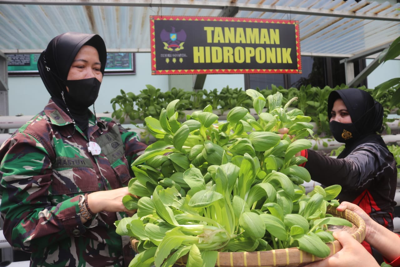 Dukung Program Ketahanan Pangan, Kodim 0410/KBL Manfaatkan Lahan Panen ...