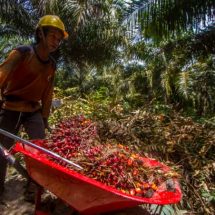 Polda Lampung: Petani dan Pengusaha Kelapa Sawit Di Lampung Apresiasi Pemerintah Buka Kembali Ekspor Migor dan CPO
