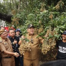 Gubernur Arinal Djunaidi Dorong Kabupaten Lampung Timur Jadi Sentra Pengembangan Tanaman Kelengkeng