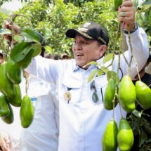 Gubernur Arinal Panen Alpukat Siger di Lampung Timur, Hasil Program Rehabilitasi Hutan dan Lahan