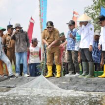 Panen Udang Di Tulang Bawang, Gubernur Arinal Dorong Pertambakan Udang di Lampung