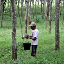 Pemberian THR Karyawan PTPN I Regional 7 Sudah Sesuai Aturan