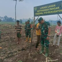 Dukung Ketahanan Pangan, Anggota Koramil 410-06/Kedaton Manfaatkan Lahan Kosong Bertani Jagung