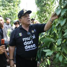 Panen Kopi, Gubernur Arinal Tinjau Lokasi Penanaman Sistem Tumpang Sari Kopi dan Lada di Pekon Sinar Jaya, Air Hitam Lampung Barat