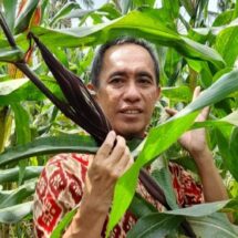 Biofortifikasi Tanaman Jagung, Inovasi Dosen FP Unila Atasi Stunting