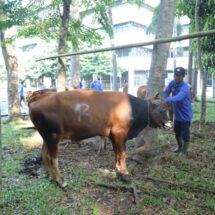 Unila Adakan Kurban 32 Sapi dan 17 Kambing