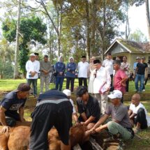 Perkokoh Silaturahmi, IKA FH Unila Gelar Pemotongan 4 Ekor Sapi 6 Ekor Kambing di Villa Bonset Pesawaran