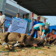 YPN dan LAZDAI Lampung Gelar Qurban, Sapi Kabur Sejauh 500 Meter Langsung Ditangkap