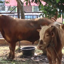 Rayakan Idul Adha 1445 H, PLN Salurkan 790 Paket Daging Kurban di Lampung