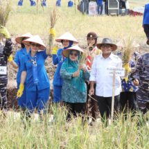 Pj. Gubernur Lampung, Mentan, dan Wakasal Panen Raya Padi dan Jagung di Pantai Caligi Pesawaran