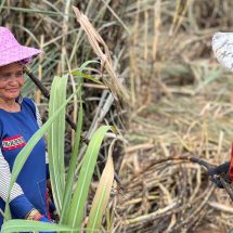 Kebun Tebu KSO Takalar PTPN I Serap Ribuan Tenaga Kerja Lokal