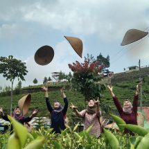 Agrowisata Kaligua PTPN I Regional 3 The Healing Power of Tea