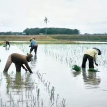 PLN Untuk Rakyat, Ketika Listrik Merubah Cara Petani Trimomukti Panen Harapan