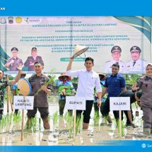 Pemkab Lampung Selatan dan Kejati Lampung Dorong Ketahanan Pangan Melalui Ekspansi Padi Biosalin di Sragi