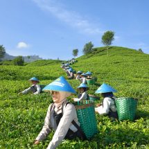 Lompatan Performa PTPN I: Catat Penjualan Rp4,99 Triliun, Perkuat Visi Hilirisasi 2026