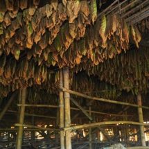 Lewat PTPN I, Holding Perkebunan Nusantara Hidupkan Kembali Kejayaan Tembakau Deli