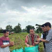 Awal 2026, Capaian Pengadaan Gabah Bulog Kanwil Lampung Capai 101 Ribu Ton GKP