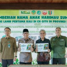 Gubernur Mirza Perkenalkan Anak Harimau Sumatera Puspa dan Muli Sikop di Taman Satwa Lembah Hijau
