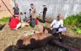 Qurban PPTQ MSI Lampung 1447 H Perkuat Nilai Sakai Sambayan dan Kepedulian Sosial Masyarakat 