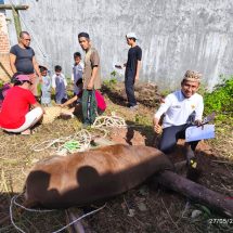 Qurban PPTQ MSI Lampung 1447 H Perkuat Nilai Sakai Sambayan dan Kepedulian Sosial Masyarakat 