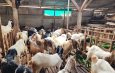 Lumbung Ternak: Penjualan Sapi Kurban Lampung 2026 Naik 40,15 Persen, Domba Melonjak 121,76 Persen