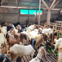 Lumbung Ternak: Penjualan Sapi Kurban Lampung 2026 Naik 40,15 Persen, Domba Melonjak 121,76 Persen