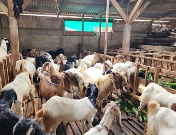 Lumbung Ternak: Penjualan Sapi Kurban Lampung 2026 Naik 40,15 Persen, Domba Melonjak 121,76 Persen