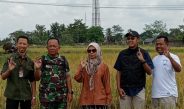Serap 369 Ribu Ton Gabah, BULOG Lampung Perkuat Ketahanan Pangan