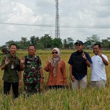 Serap 369 Ribu Ton Gabah, BULOG Lampung Perkuat Ketahanan Pangan
