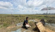 BULOG Tembus Serapan 3 Juta Ton Gabah/Beras Petani, Lampung Sumbang 400 Ribu Ton