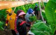 PTPN I (Persero) Jaga Praja dan Ekonomi Petani Pemilik Lahan di Jember
