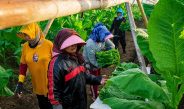 PTPN I (Persero) Jaga Praja dan Ekonomi Petani Pemilik Lahan di Jember