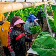 PTPN I (Persero) Jaga Praja dan Ekonomi Petani Pemilik Lahan di Jember