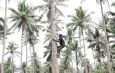 PTPN I Dorong Hilirisasi Kelapa di Lampung