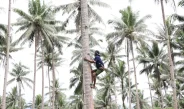 PTPN I Dorong Hilirisasi Kelapa di Lampung