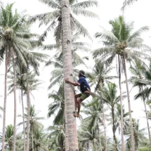 PTPN I Dorong Hilirisasi Kelapa di Lampung