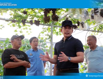Dari Kebun Melon dan Anggur di Natar, Bupati Egi Dorong Tumbuhnya Desa-Desa Produktif