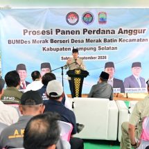 Kebun Anggur BUMDes Merak Batin Curi Perhatian Mendes PDT, Harapan Baru Ekonomi Warga Mulai Berbuah