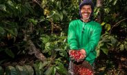 Dikelola PTPN I, Kebun Kopi Ijen, Warisan yang Terus Menghidupi