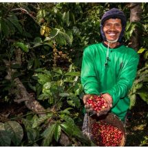 Dikelola PTPN I, Kebun Kopi Ijen, Warisan yang Terus Menghidupi