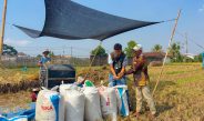 BULOG Lampung Catat Pertumbuhan Pengadaan 19,13 Persen, Kontribusi Nasional Capai 6 Persen