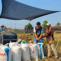 BULOG Lampung Catat Pertumbuhan Pengadaan 19,13 Persen, Kontribusi Nasional Capai 6 Persen